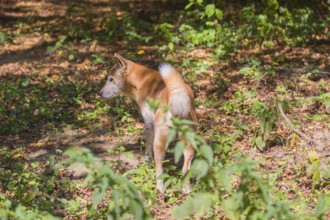 One New Guinea singing dog or New Guinea Highland dog (Canis hallstromi) (Canis dingo hallstromi,