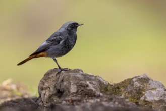 Redstart (Phoenicurus ochruros), on stone, Andalusia, Spain, Europe