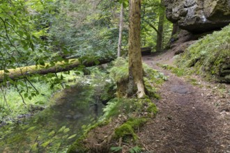 Hiking trail along the Kirnitzsch river in the Kirnitzschtal valley, Sebnitz, Saxon Switzerland,