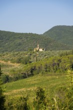 Tuscan landscape, country estate with vineyards, forests, olive trees and cypresses in Chianti,