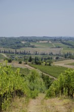 Tuscan landscape, country estate with vineyards, forests, olive trees and cypresses in Chianti,