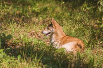 One New Guinea singing dog or New Guinea Highland dog (Canis hallstromi) (Canis dingo hallstromi,