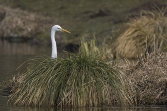 A Great White Egret (Ardea alba) looks out from behind a tuft of grass by the water, Hesse,