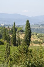 Tuscan landscape, country estate with vineyards, forests, olive trees and cypresses in Chianti,