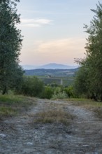 Trail going through Olive trees growing in the tuscan landscape at sunset, Chianti Region, Tuscany,