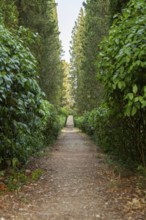 Trail going through Cypress trees growing in the tuscan landscape at sunset, Chianti Region,