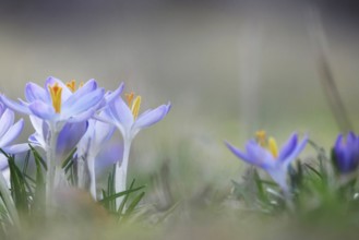 Crocuses, February, Germany, Europe