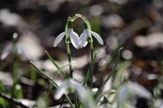 Snowdrops (Galanthus), February, Germany, Europe