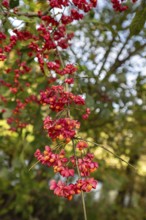 Peacock (Euonymus europaeus), Bavaria, Germany, Europe