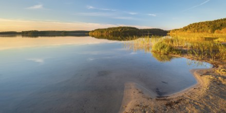 Lake Fürstensee, beach with reeds in the evening light, Müritz National Park, Fürstensee,