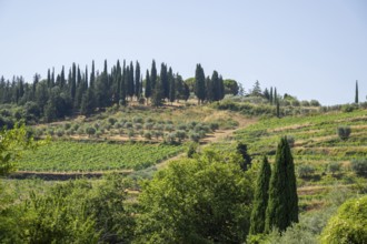 Tuscan landscape, country estate with vineyards, forests, olive trees and cypresses in Chianti,