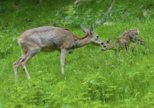 Roe deer (Capreolus capreolus), doe and a fawn standing in a meadow, Germany, Europe