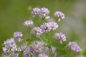 Colourful crown vetch (Securigera varia), flowering, Thuringia, Germany, Europe