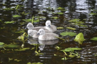 Mute swan, (Cygnus olor) Swan babies swimming in the lake