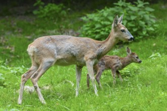 Roe deer (Capreolus capreolus), doe and a fawn standing in a meadow, Germany, Europe