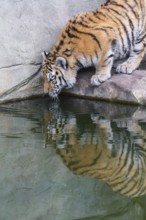 Female adult Siberian Tiger, Panthera tigris altaica drinking water from a pond. Side view with