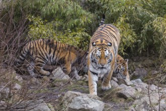 Siberian Tiger Mother with two cubs, Panthera tigris altaica, walking out of dense green vegetation