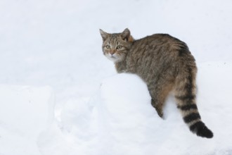 European wildcat (Felis silvestris) standing in the snow and looking attentively, captive, Bavarian