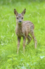 Roe deer (Capreolus capreolus), fawn standing in a meadow and looking attentively, Germany, Europe