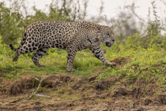 Jaguar (Panthera onca), upper edge of steep bank, Pantanal, Brazil, South America