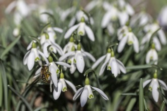 Snowdrop (Galanthus nivalis) with honeybee (Apis mellifera), Emsland, Lower Saxony, Germany, Europe