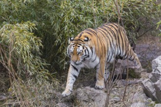 One Siberian Tiger, Panthera tigris altaica walking out of dense green vegetation