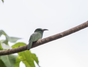 Bluebearded Bee Eater (Nyctyornis athertoni), Kaeng Krachan National Park, Thailand, Asia