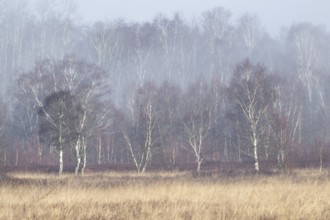 Moorland in the fog, Emsland, Lower Saxony, Germany, Europe