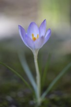 Elfin crocus (Crocus tommasianus), Emsland, Lower Saxony, Germany, Europe