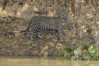 Jaguar (Panthera onca) on a steep bank, Pantanal, Brazil, South America