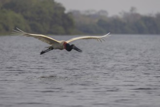 Jabiru (Jabiru mycteria), in flight, Pantanal, Brazil, South America