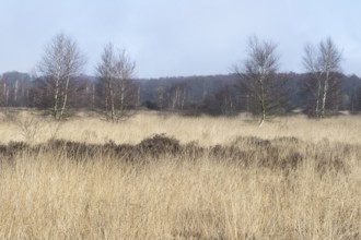 Moorland, Emsland, Lower Saxony, Germany, Europe