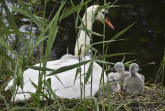 Mute swan (Cygnus olor) with offspring, chicks at the nest