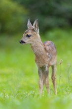 Roe deer (Capreolus capreolus), fawn standing in a meadow and looking attentively, Germany, Europe