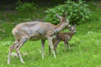 Roe deer (Capreolus capreolus), doe licking her fawn, social behaviour, Germany, Europe