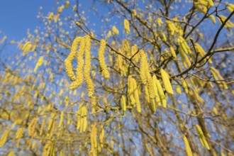 Common hazel (Corylus avellana) also known as hazel bush or hazelnut bush, male, yellow