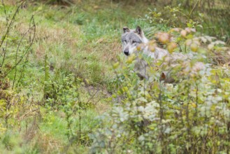 An adult grey wolf (Canis lupus lupus) runs through the dense undergrowth at the edge of the forest