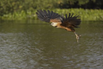 Fish hawk (Busarellus nigricollis), with fish, Pantanal, Brazil, South America