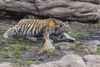 Female adult Siberian Tiger, Panthera tigris altaica, sneaking up to one of her cubs, playing