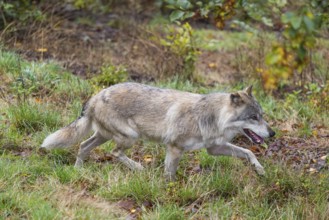 An adult grey wolf (Canis lupus lupus) runs through the dense undergrowth at the edge of the forest