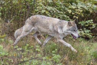 An adult grey wolf (Canis lupus lupus) runs through the dense undergrowth at the edge of the forest