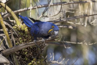 Hyacinth Macaw (Anodorhynchus hyacinthinus) on palm tree, Pantanal, Brazil, South America