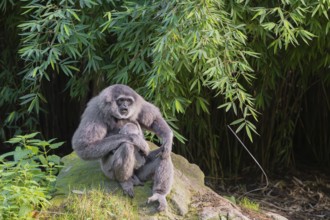 A female silver gibbon (Hylobates moloch) or Java gibbon sits with her baby in her arms on a rock