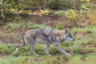 An adult Eurasian grey wolf (Canis lupus lupus) runs across a green meadow