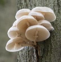 Ringed slime beetle (Oudemansiella mucida), fruiting body on the trunk of a copper beech (Fagus