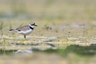 Little Ringed Plover (Charadrius dubius), standing in silt, Aue nature reserve, Reussegg, Sins,