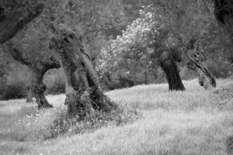 Old olive trees, olive grove, Alaró, Calvià, black and white, Majorca, Balearic Islands, Balearic