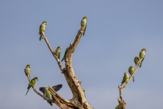 Monk parakeet (Myiopsitta monachus), group, Pantanal, Brazil, South America