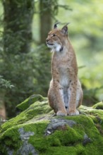 Eurasian lynx (Lynx lynx) sitting on a moss-covered rock in the forest and looking attentively,