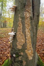 Ringed beech slime beetle (Oudemansiella mucida), fruiting body and the Silvery Porecrust, beech